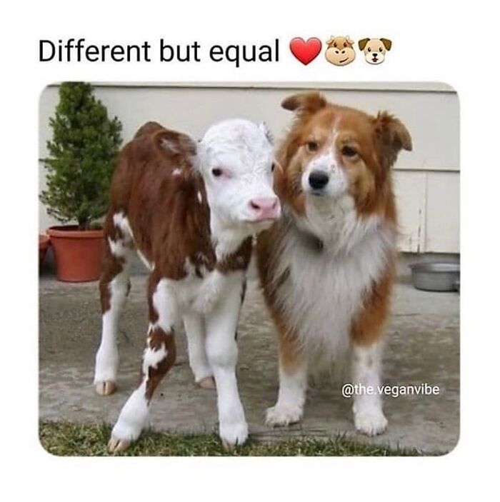 47 Hilarious Memes That Prove That Vegans Do Have A Sense Of Humor