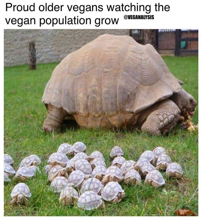 47 Hilarious Memes That Prove That Vegans Do Have A Sense Of Humor