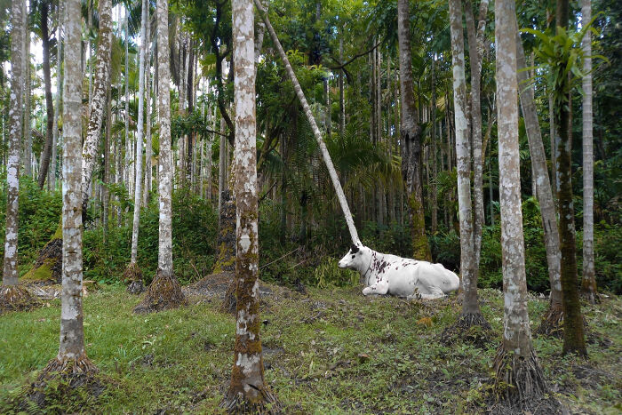 116 Pics That Look Like A Glitch In The Matrix Until You Pay Close Attention (New Pics)