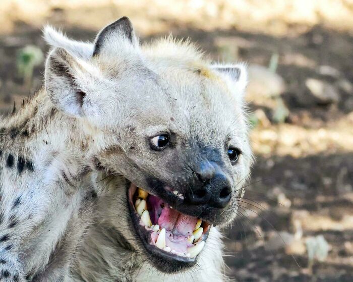 116 Pics That Look Like A Glitch In The Matrix Until You Pay Close Attention (New Pics)