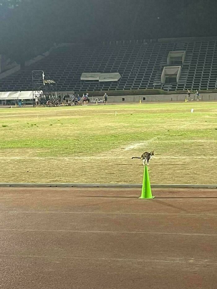 116 Pics That Look Like A Glitch In The Matrix Until You Pay Close Attention (New Pics)