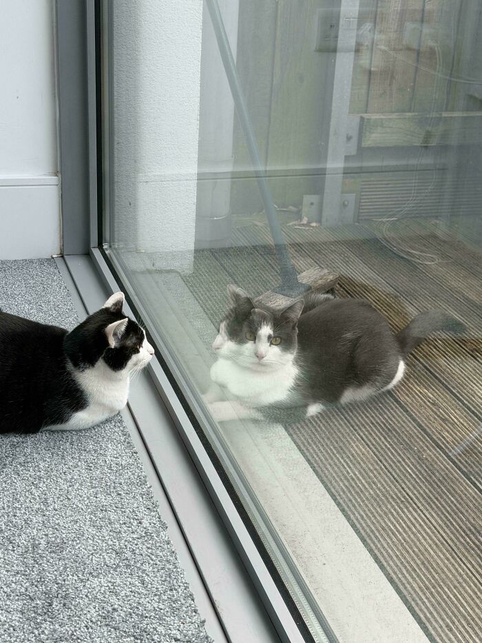 116 Pics That Look Like A Glitch In The Matrix Until You Pay Close Attention (New Pics)