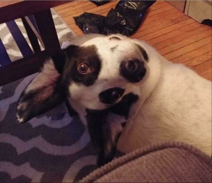 116 Pics That Look Like A Glitch In The Matrix Until You Pay Close Attention (New Pics)