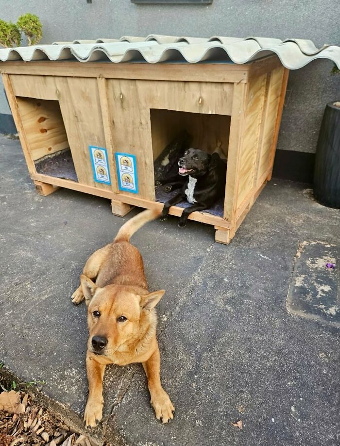 A Truck Driver From Brazil Has Built More Than 1,700 Shelters For Animals In Need