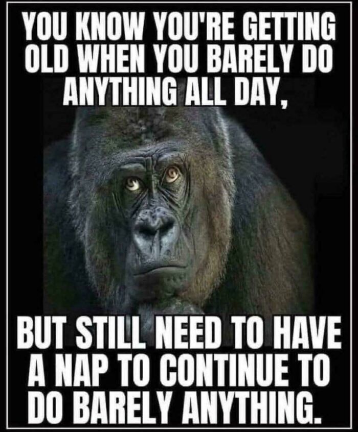 &ldquo;I&rsquo;ve Laughed Too Many Times&rdquo;: 100 Ancient Memes That Still Crack People Up