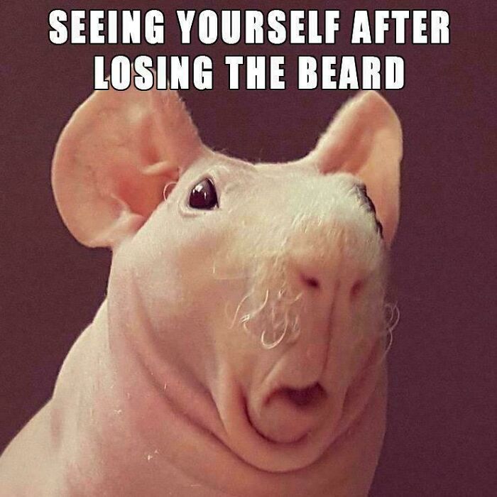 &ldquo;I&rsquo;ve Laughed Too Many Times&rdquo;: 100 Ancient Memes That Still Crack People Up