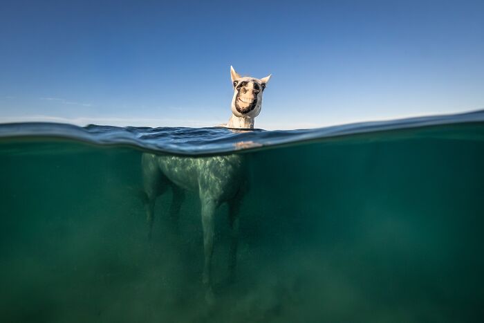 The 2026 International Pet Photography Awards Revealed Their Best Images, And Here Are 77 Of Our Favorites