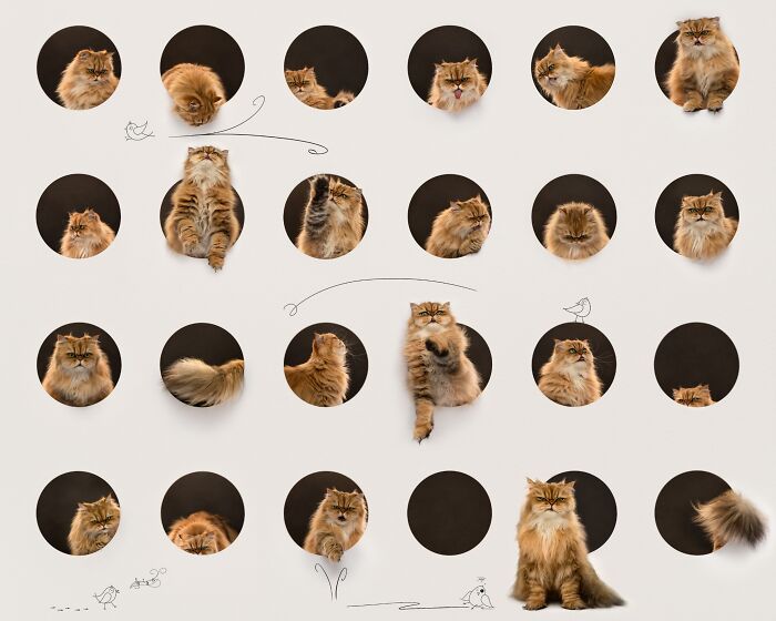 The 2026 International Pet Photography Awards Revealed Their Best Images, And Here Are 77 Of Our Favorites