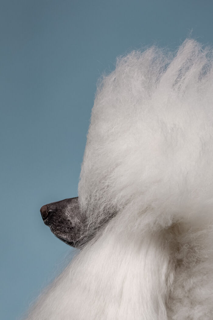 The 2026 International Pet Photography Awards Revealed Their Best Images, And Here Are 77 Of Our Favorites