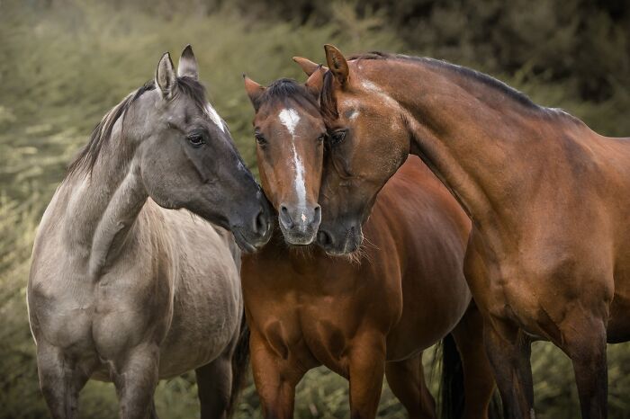 The 2026 International Pet Photography Awards Revealed Their Best Images, And Here Are 77 Of Our Favorites