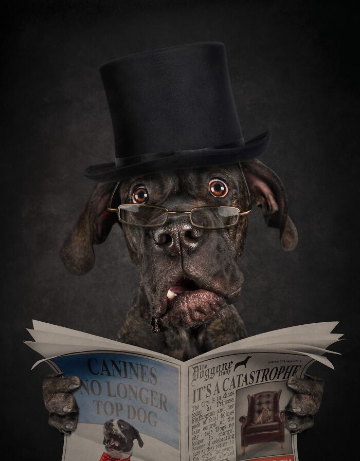The 2026 International Pet Photography Awards Revealed Their Best Images, And Here Are 77 Of Our Favorites