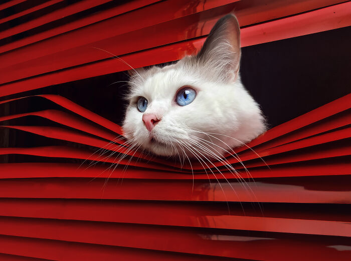 The 2026 International Pet Photography Awards Revealed Their Best Images, And Here Are 77 Of Our Favorites