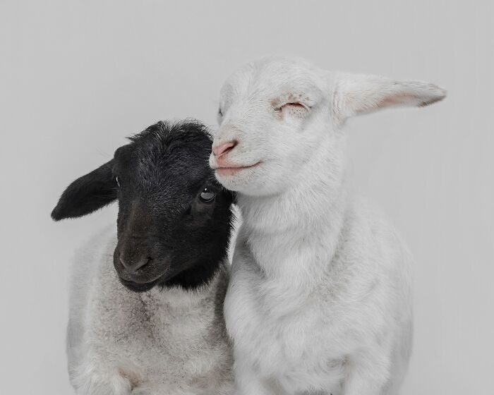 The 2026 International Pet Photography Awards Revealed Their Best Images, And Here Are 77 Of Our Favorites