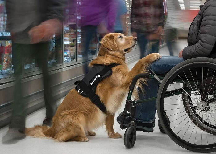 The 2026 International Pet Photography Awards Revealed Their Best Images, And Here Are 77 Of Our Favorites