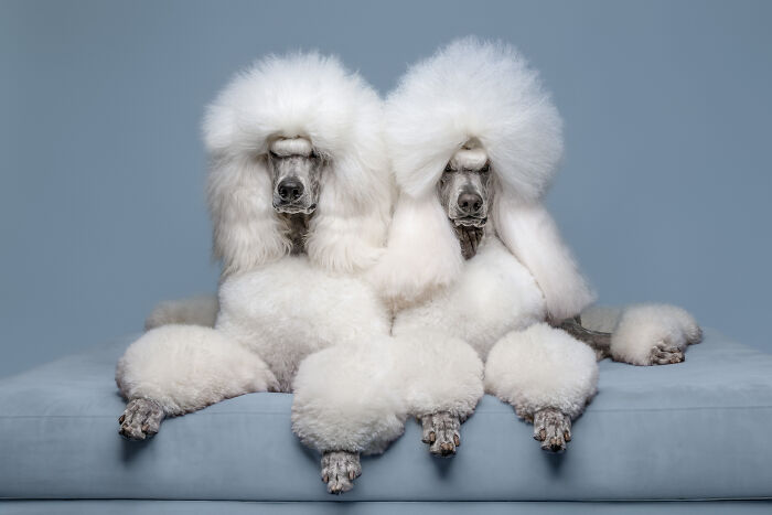 The 2026 International Pet Photography Awards Revealed Their Best Images, And Here Are 77 Of Our Favorites