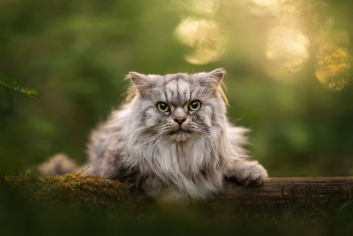 The 2026 International Pet Photography Awards Revealed Their Best Images, And Here Are 77 Of Our Favorites