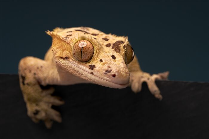 The 2026 International Pet Photography Awards Revealed Their Best Images, And Here Are 77 Of Our Favorites