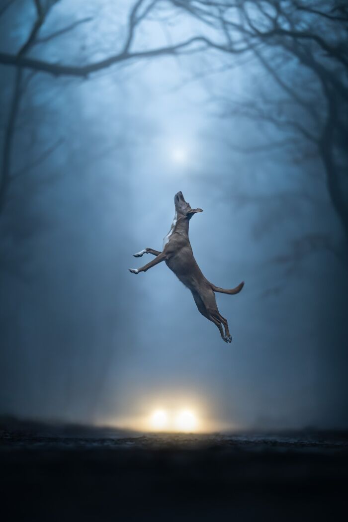 The 2026 International Pet Photography Awards Revealed Their Best Images, And Here Are 77 Of Our Favorites
