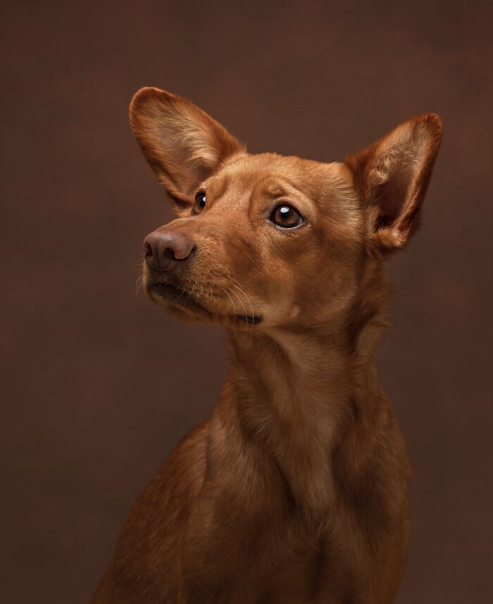The 2026 International Pet Photography Awards Revealed Their Best Images, And Here Are 77 Of Our Favorites
