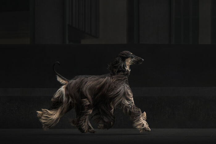 The 2026 International Pet Photography Awards Revealed Their Best Images, And Here Are 77 Of Our Favorites