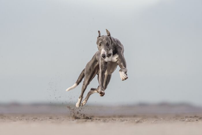 The 2026 International Pet Photography Awards Revealed Their Best Images, And Here Are 77 Of Our Favorites