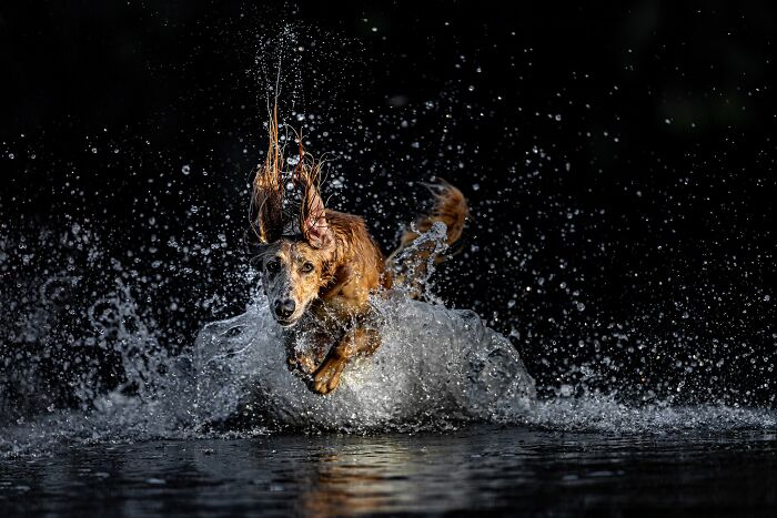 The 2026 International Pet Photography Awards Revealed Their Best Images, And Here Are 77 Of Our Favorites
