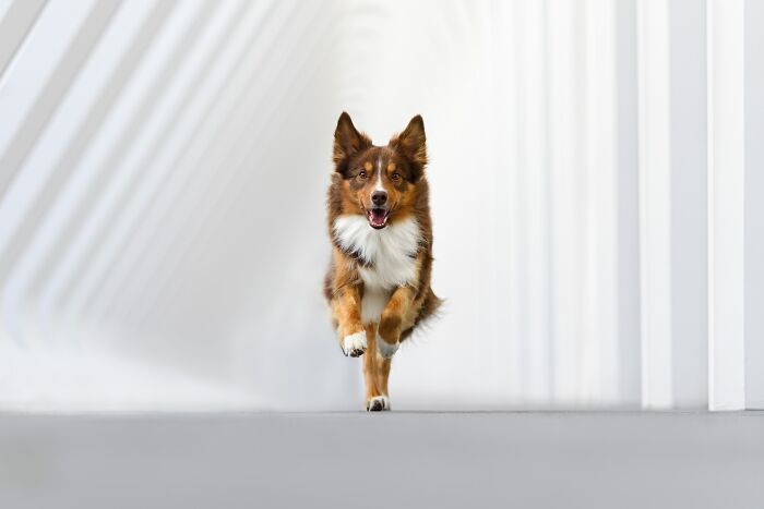 The 2026 International Pet Photography Awards Revealed Their Best Images, And Here Are 77 Of Our Favorites