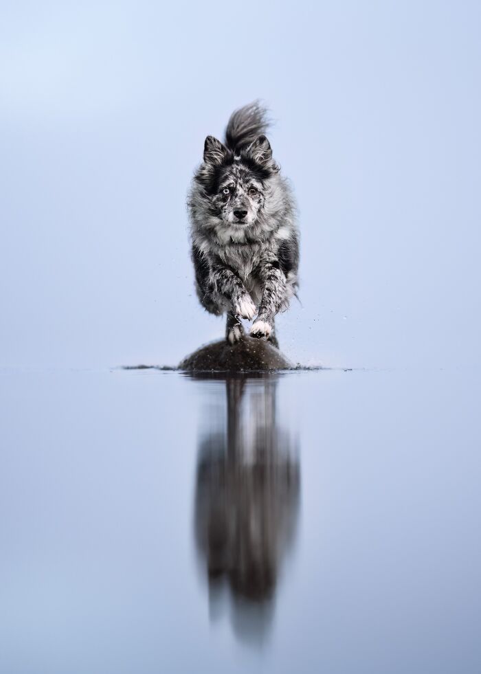 The 2026 International Pet Photography Awards Revealed Their Best Images, And Here Are 77 Of Our Favorites