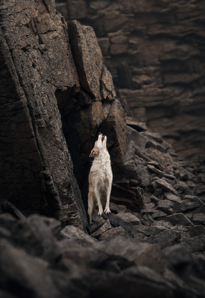 The 2026 International Pet Photography Awards Revealed Their Best Images, And Here Are 77 Of Our Favorites