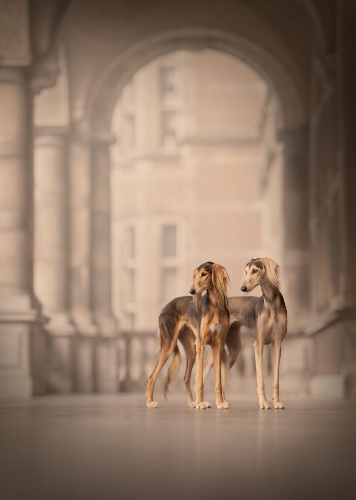 The 2026 International Pet Photography Awards Revealed Their Best Images, And Here Are 77 Of Our Favorites