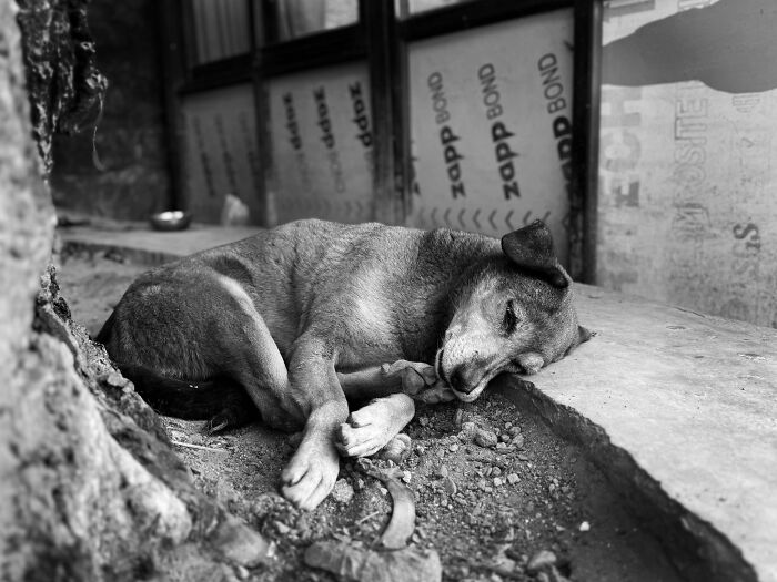 The 2026 International Pet Photography Awards Revealed Their Best Images, And Here Are 77 Of Our Favorites