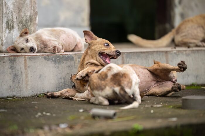 The 2026 International Pet Photography Awards Revealed Their Best Images, And Here Are 77 Of Our Favorites