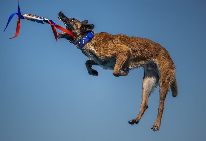 The 2026 International Pet Photography Awards Revealed Their Best Images, And Here Are 77 Of Our Favorites