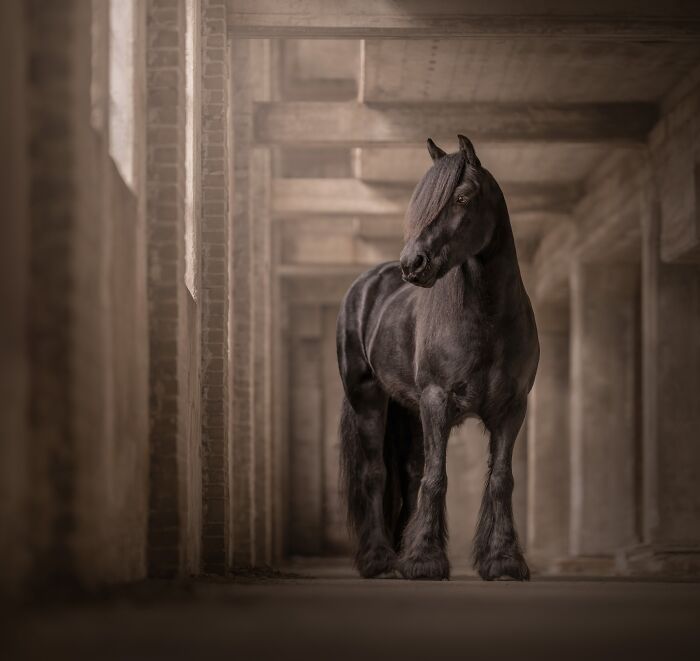 The 2026 International Pet Photography Awards Revealed Their Best Images, And Here Are 77 Of Our Favorites