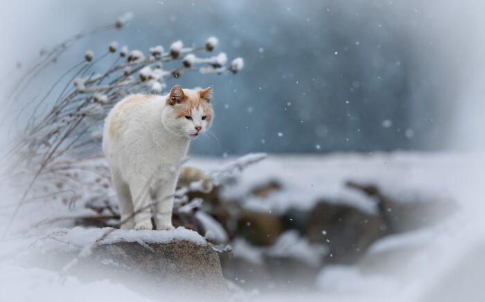 The 2026 International Pet Photography Awards Revealed Their Best Images, And Here Are 77 Of Our Favorites