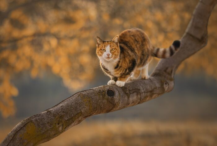The 2026 International Pet Photography Awards Revealed Their Best Images, And Here Are 77 Of Our Favorites