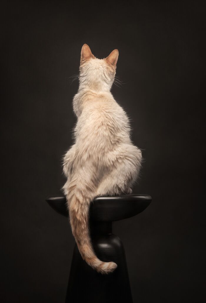 The 2026 International Pet Photography Awards Revealed Their Best Images, And Here Are 77 Of Our Favorites