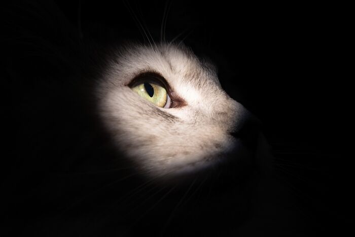 The 2026 International Pet Photography Awards Revealed Their Best Images, And Here Are 77 Of Our Favorites