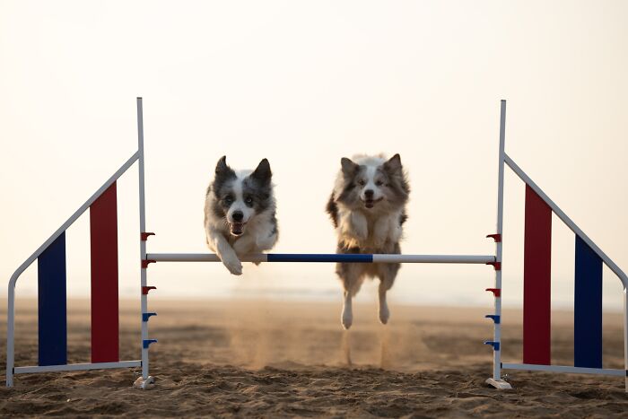 The 2026 International Pet Photography Awards Revealed Their Best Images, And Here Are 77 Of Our Favorites