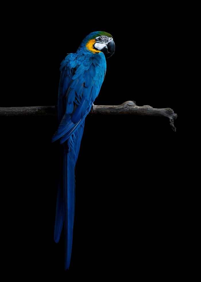 The 2026 International Pet Photography Awards Revealed Their Best Images, And Here Are 77 Of Our Favorites