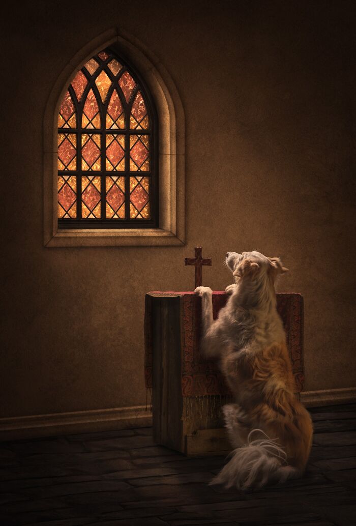The 2026 International Pet Photography Awards Revealed Their Best Images, And Here Are 77 Of Our Favorites