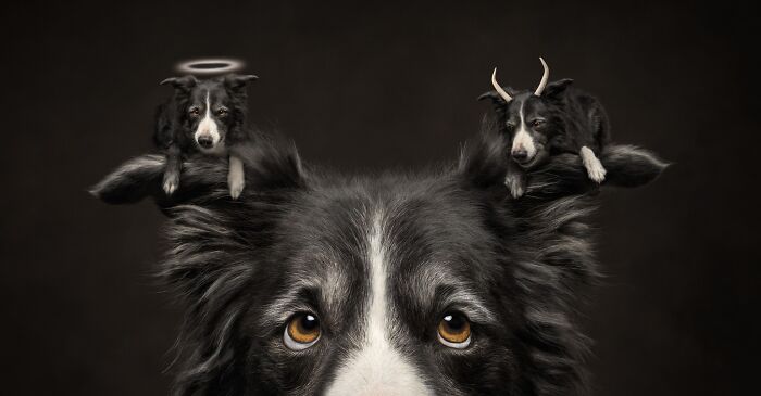 The 2026 International Pet Photography Awards Revealed Their Best Images, And Here Are 77 Of Our Favorites