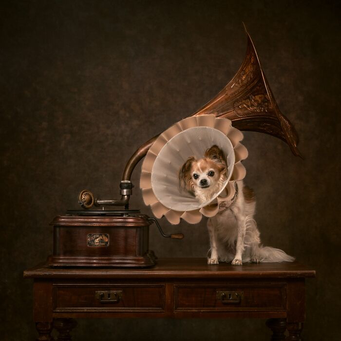 The 2026 International Pet Photography Awards Revealed Their Best Images, And Here Are 77 Of Our Favorites