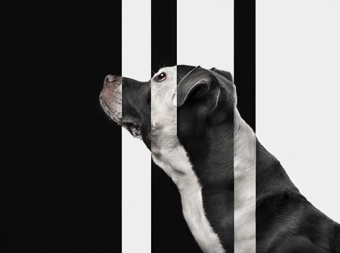 The 2026 International Pet Photography Awards Revealed Their Best Images, And Here Are 77 Of Our Favorites