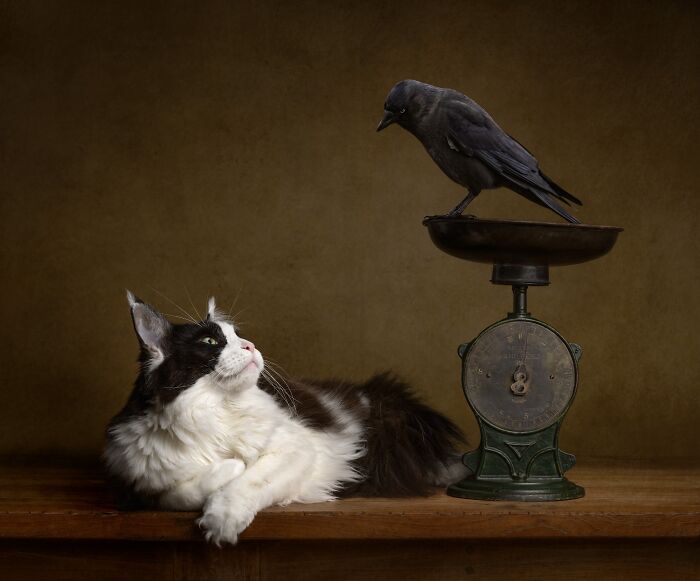 The 2026 International Pet Photography Awards Revealed Their Best Images, And Here Are 77 Of Our Favorites