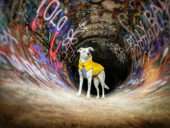 The 2026 International Pet Photography Awards Revealed Their Best Images, And Here Are 77 Of Our Favorites