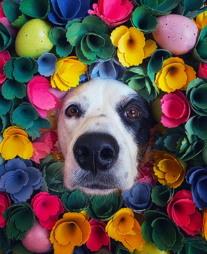 The 2026 International Pet Photography Awards Revealed Their Best Images, And Here Are 77 Of Our Favorites