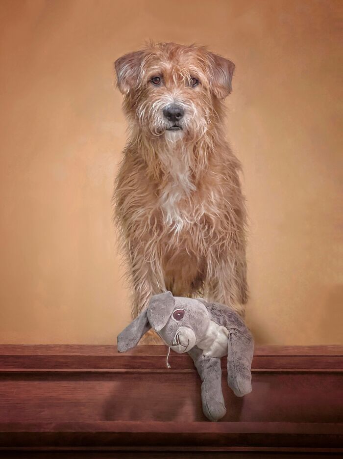 The 2026 International Pet Photography Awards Revealed Their Best Images, And Here Are 77 Of Our Favorites