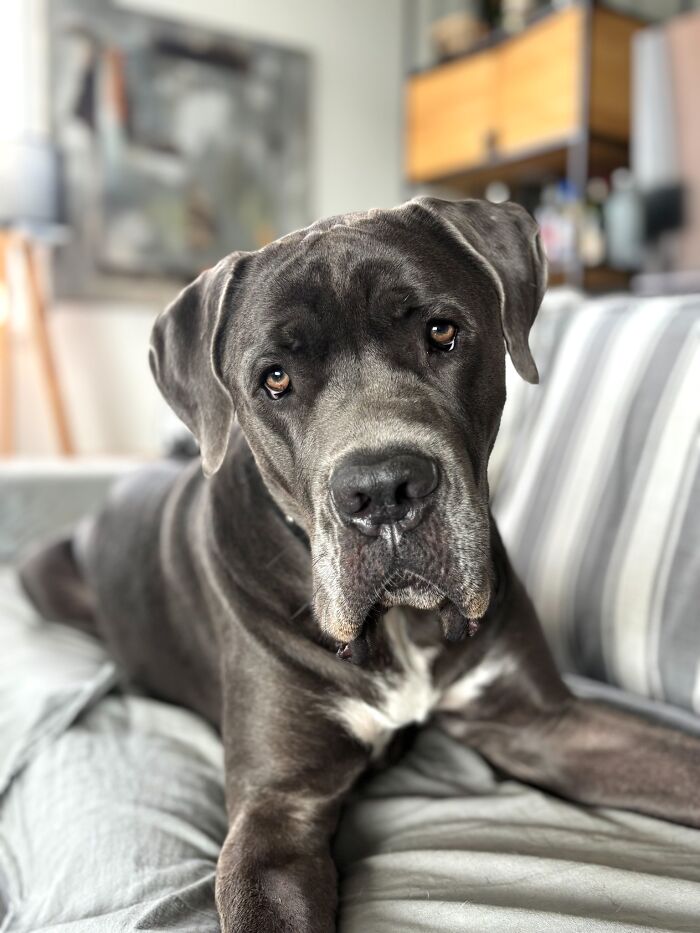 The 2026 International Pet Photography Awards Revealed Their Best Images, And Here Are 77 Of Our Favorites