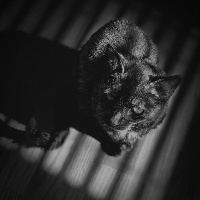 The 2026 International Pet Photography Awards Revealed Their Best Images, And Here Are 77 Of Our Favorites